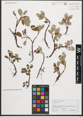 Foto von Salix reticulata L.